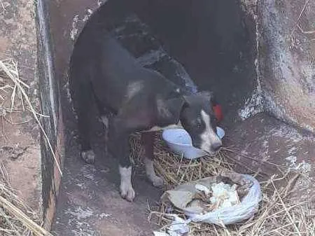 Cachorro ra a SRD idade 2 a 6 meses nome Preto 