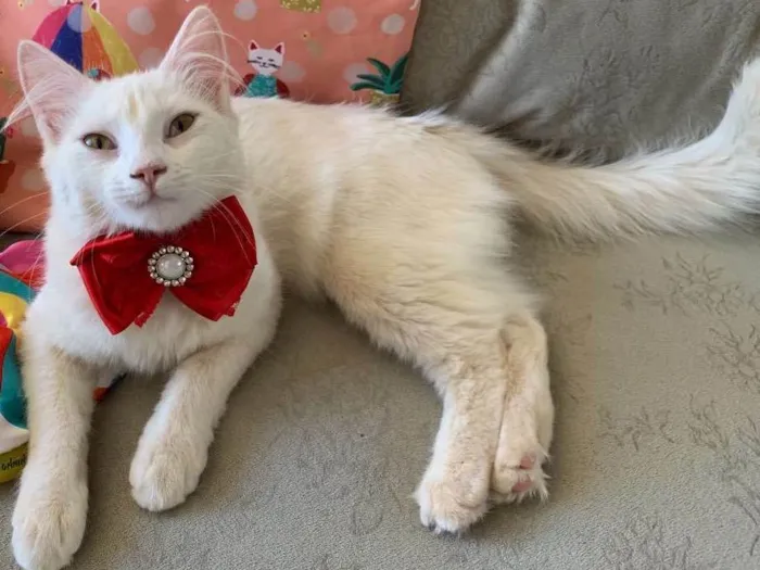 Gato ra a SRD idade 2 a 6 meses nome MARIE
