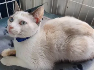 Gato raça SRD idade 2 a 6 meses nome FRANCISCO MIX