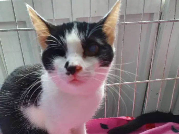 Gato ra a SRD idade 2 a 6 meses nome PIRATINHA FRAJOLA