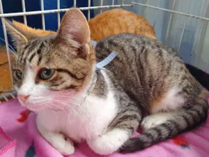 Gato raça SRD idade 2 a 6 meses nome MARCINHA TIGRADA
