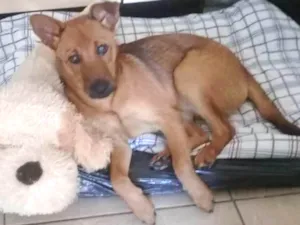 Cachorro raça Srd idade 7 a 11 meses nome Noah