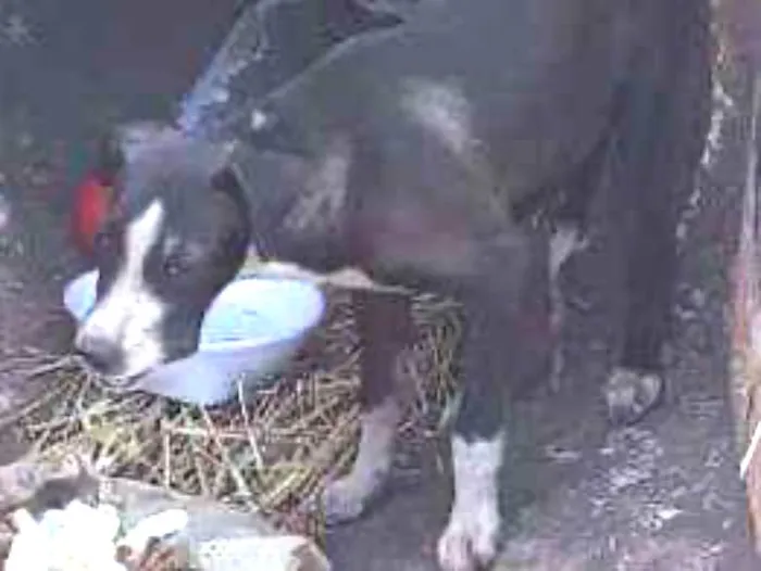 Cachorro ra a SRD idade 2 a 6 meses nome Preto 