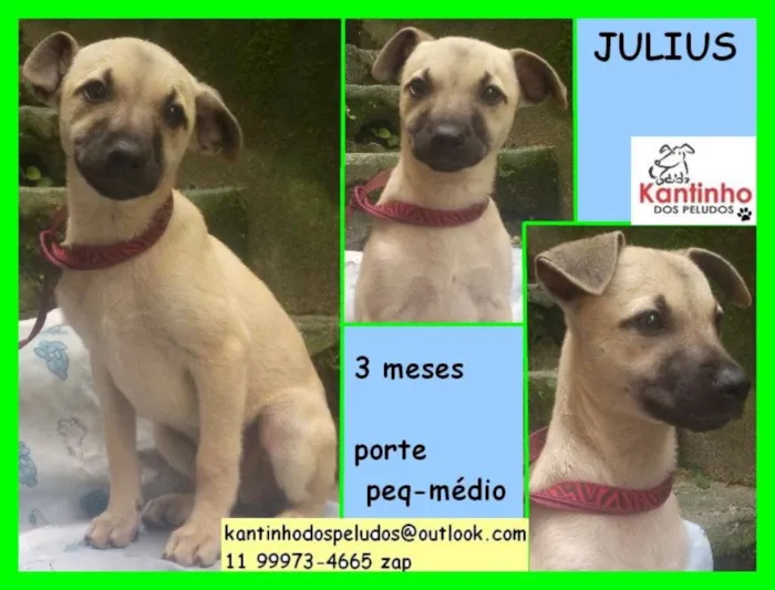 Cachorro ra a  idade 2 a 6 meses nome Julius Bebezinho