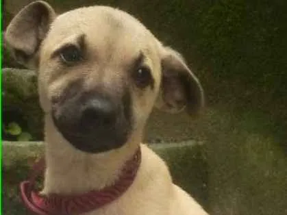 Cachorro ra a  idade 2 a 6 meses nome Julius Bebezinho