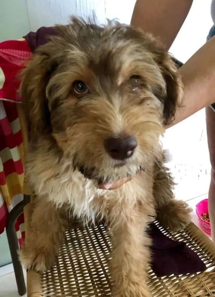 Cachorro ra a Poodle idade 2 a 6 meses nome Caramelo