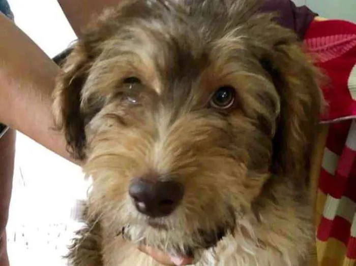 Cachorro ra a Poodle idade 2 a 6 meses nome Caramelo