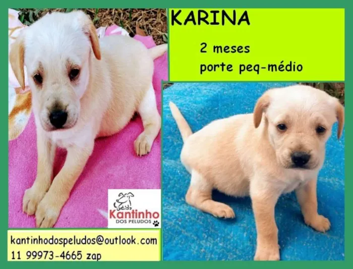 Cachorro ra a  idade 2 a 6 meses nome Karina Bebezinha
