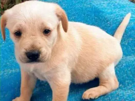 Cachorro ra a  idade 2 a 6 meses nome Karina Bebezinha