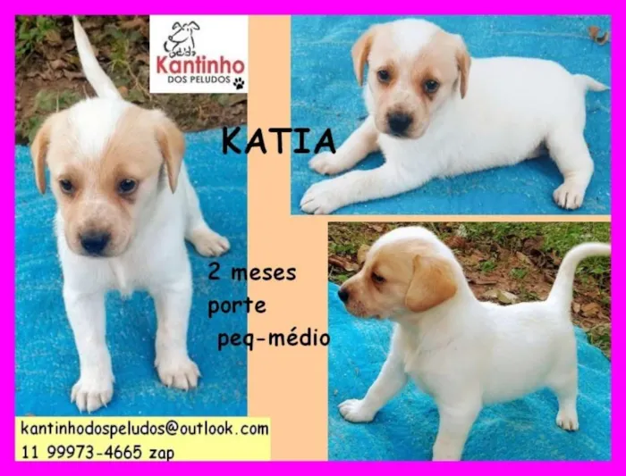 Cachorro ra a  idade 2 a 6 meses nome Katia Bebezinha