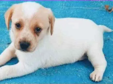 Cachorro ra a  idade 2 a 6 meses nome Katia Bebezinha