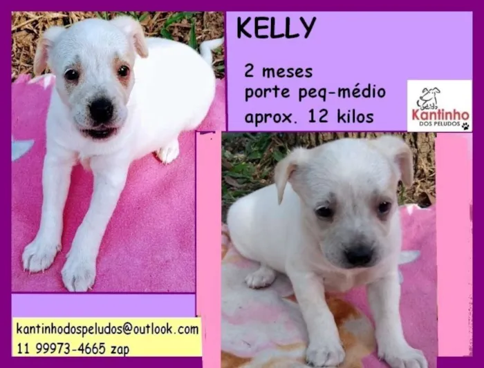 Cachorro ra a  idade 2 a 6 meses nome Kelly Bebezinha