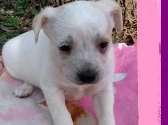Cachorro ra a  idade 2 a 6 meses nome Kelly Bebezinha