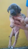 Não tem