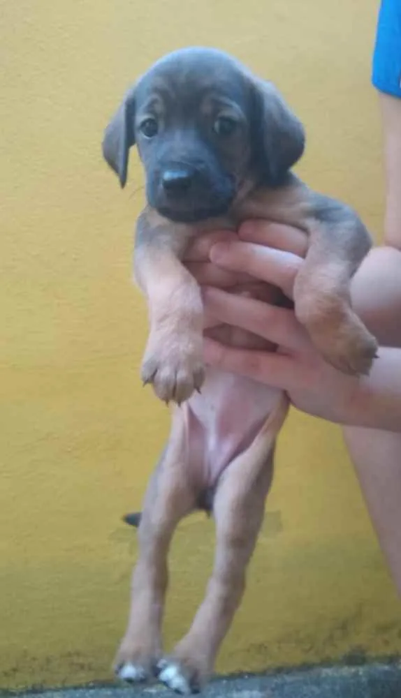 Cachorro ra a SRD idade Abaixo de 2 meses nome Não tem