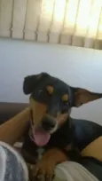 Taz