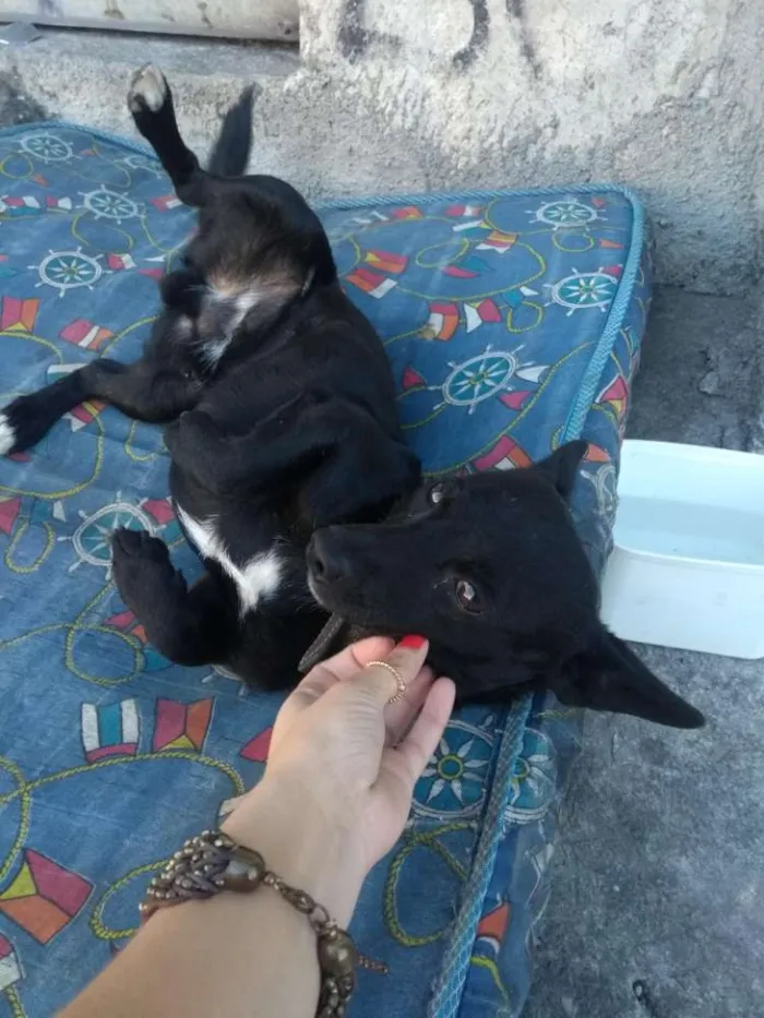 Cachorro ra a Vira lata idade 2 anos nome Pretinho