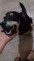 Koddah