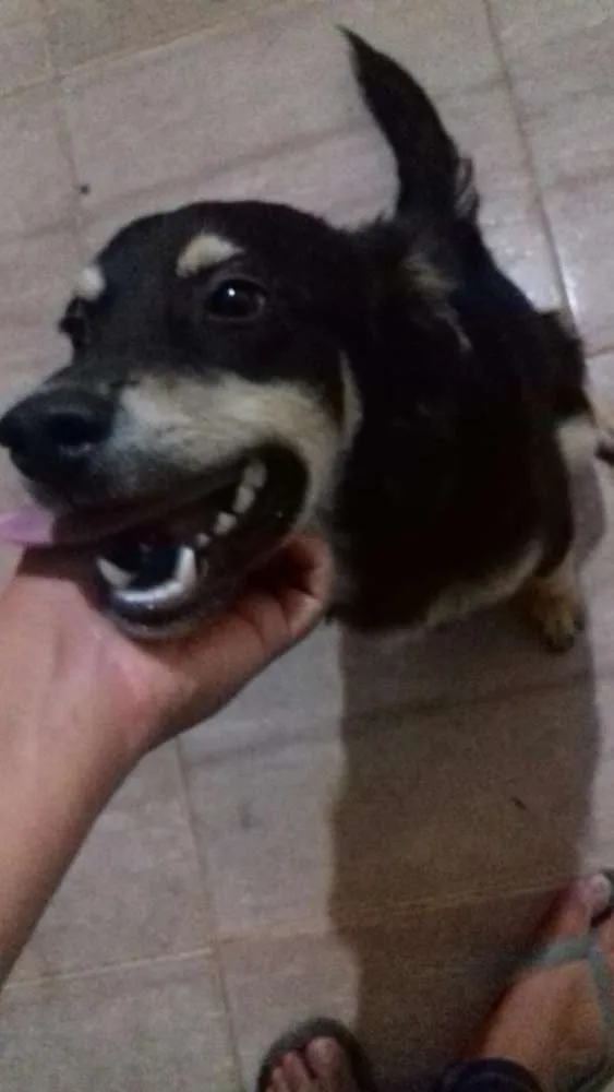 Cachorro raça Vira lata idade 7 a 11 meses nome Koddah