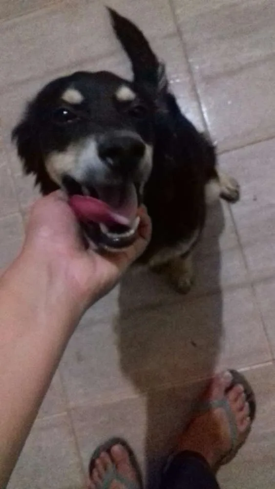 Cachorro raça Vira lata idade 7 a 11 meses nome Koddah