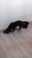 Koddah