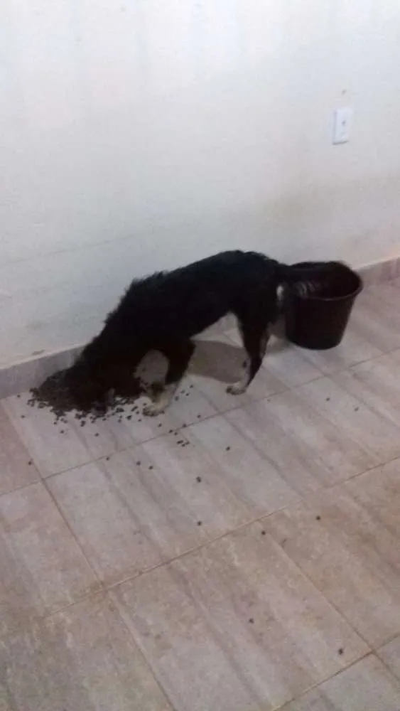 Cachorro raça Vira lata idade 7 a 11 meses nome Koddah