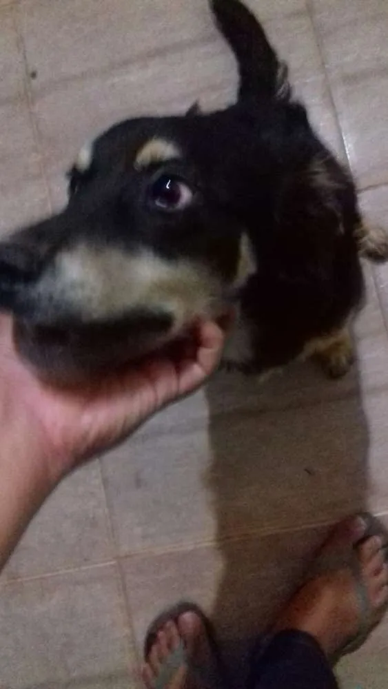 Cachorro raça Vira lata idade 7 a 11 meses nome Koddah