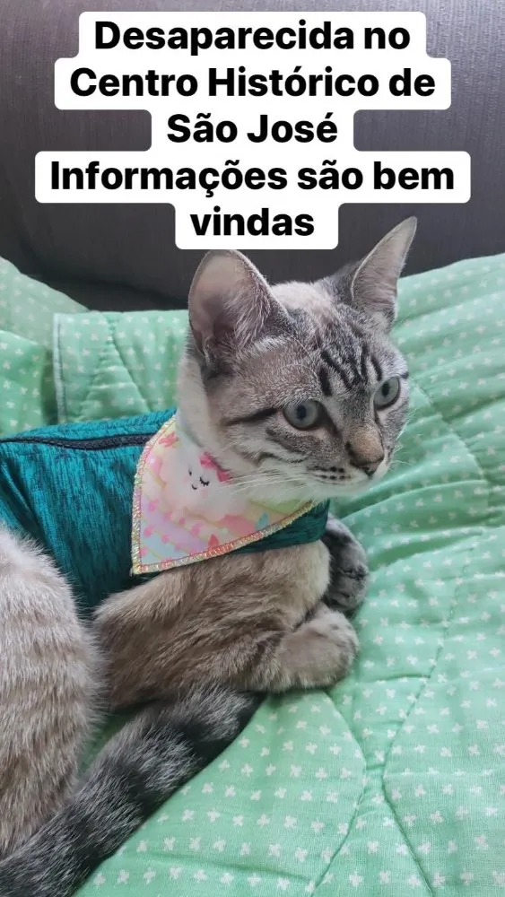 Gato ra a Mau Egípcio  idade 7 a 11 meses nome Madalena 