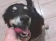 Koddah