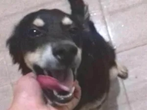 Cachorro raça Vira lata idade 7 a 11 meses nome Koddah