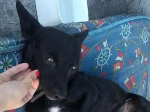Cachorro raça Vira lata idade 2 anos nome Pretinho