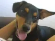 Taz