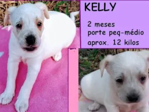 Cachorro raça  idade 2 a 6 meses nome Kelly Bebezinha