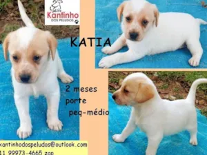 Cachorro raça  idade 2 a 6 meses nome Katia Bebezinha