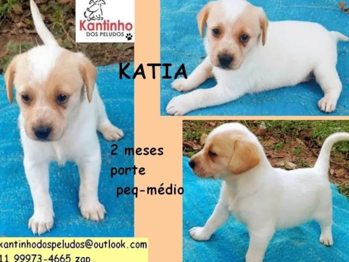 Cachorro ra a  idade 2 a 6 meses nome Katia Bebezinha