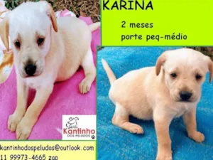 Cachorro raça  idade 2 a 6 meses nome Karina Bebezinha