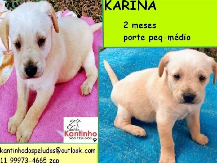 Cachorro ra a  idade 2 a 6 meses nome Karina Bebezinha