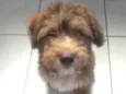Caramelo