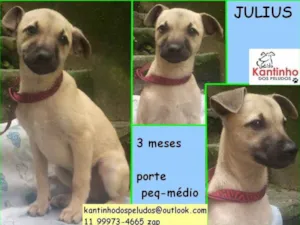 Cachorro raça  idade 2 a 6 meses nome Julius Bebezinho