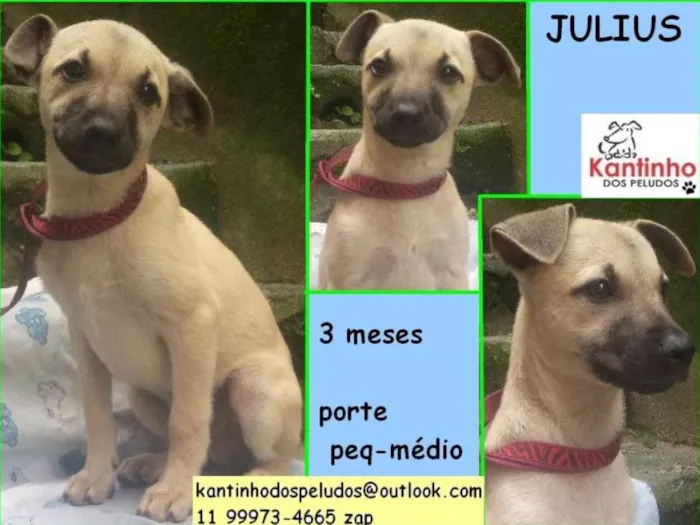 Cachorro ra a  idade 2 a 6 meses nome Julius Bebezinho