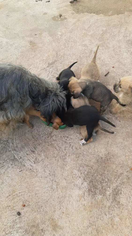 Cachorro ra a Cruzamento de lhasapso com bas idade Abaixo de 2 meses nome 8 filhotes 