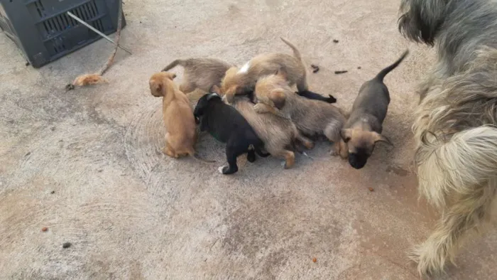 Cachorro ra a Cruzamento de lhasapso com bas idade Abaixo de 2 meses nome 8 filhotes 