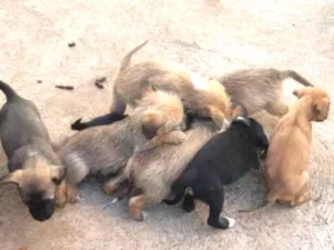 Cachorro raça Cruzamento de lhasapso com bas idade Abaixo de 2 meses nome 8 filhotes 