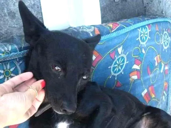 Cachorro ra a Vira lata idade 2 anos nome Pretinho
