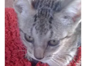 Gato raça SRD  idade 2 a 6 meses nome Isis 
