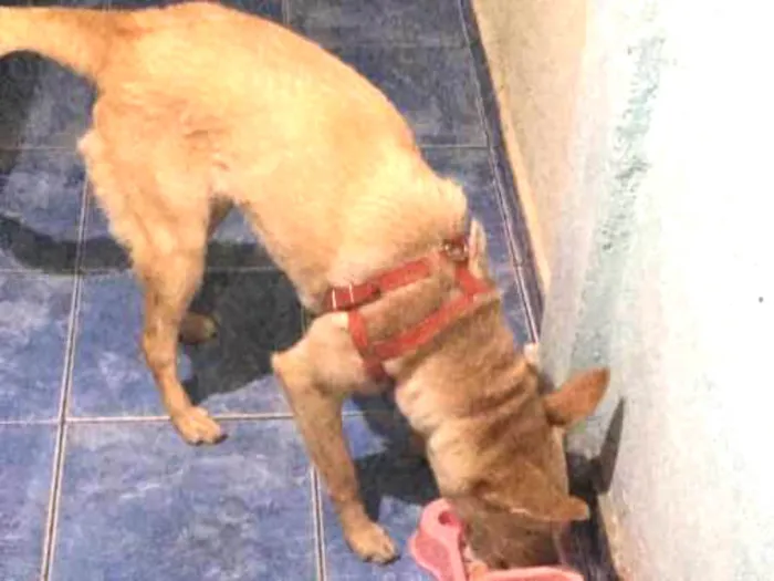 Cachorro ra a Vira lata idade 1 ano nome Nina