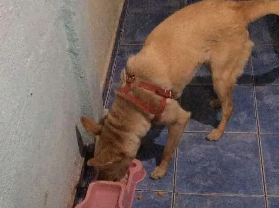 Cachorro ra a Vira lata idade 1 ano nome Nina