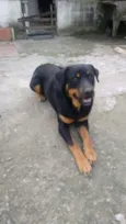 Barão