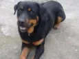 Barão