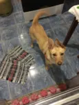 Nina